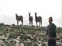 A Small Matter of Mules