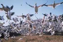 Winged Migration